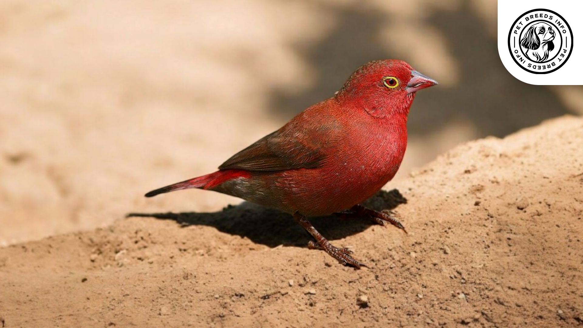 Red-billed Firefinch Physical Characteristics
