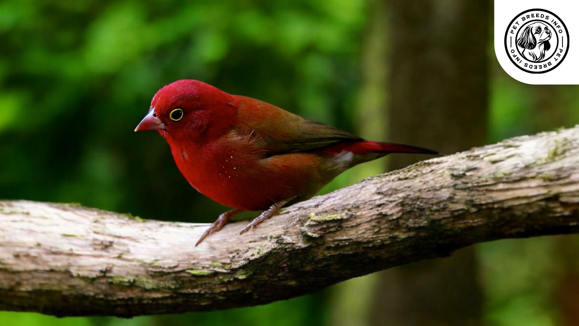 Red-billed Firefinch