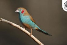 Red-cheeked Cordon-bleu