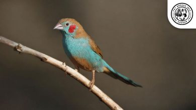 Red-cheeked Cordon-bleu