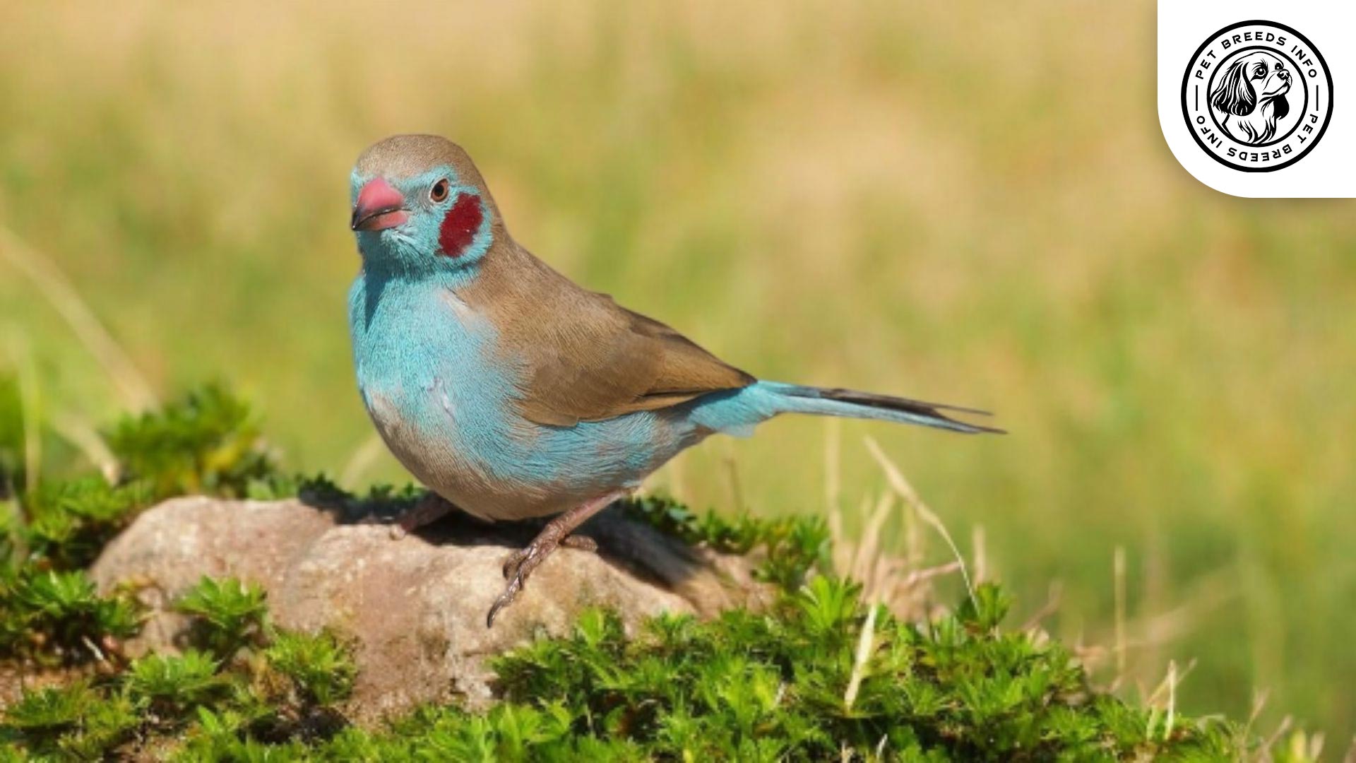 Red-cheeked Cordon-bleu Care