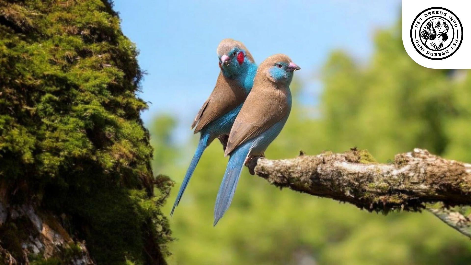Red-cheeked Cordon-bleu Interaction