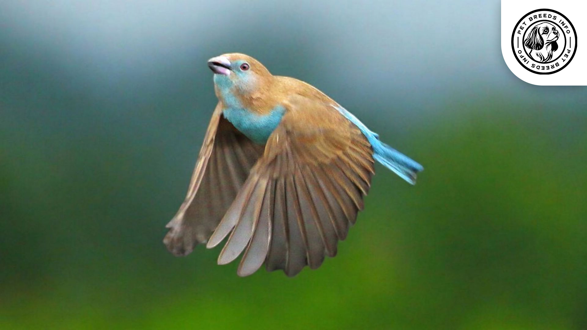 Red-cheeked Cordon-bleu Physical Characteristics