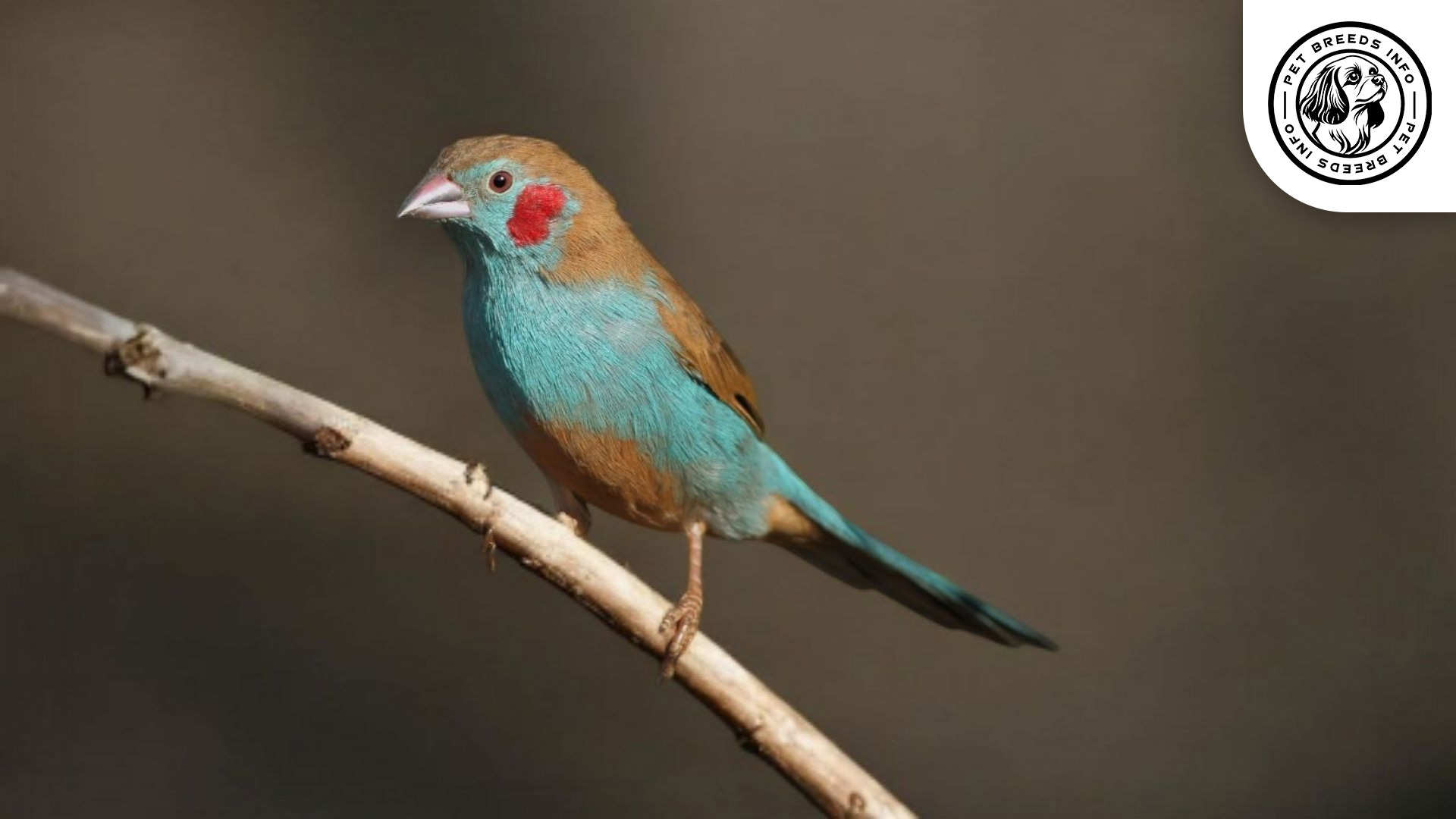Red-cheeked Cordon-bleu