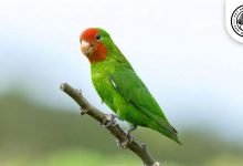 Red-faced Lovebird