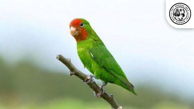 Red-faced Lovebird