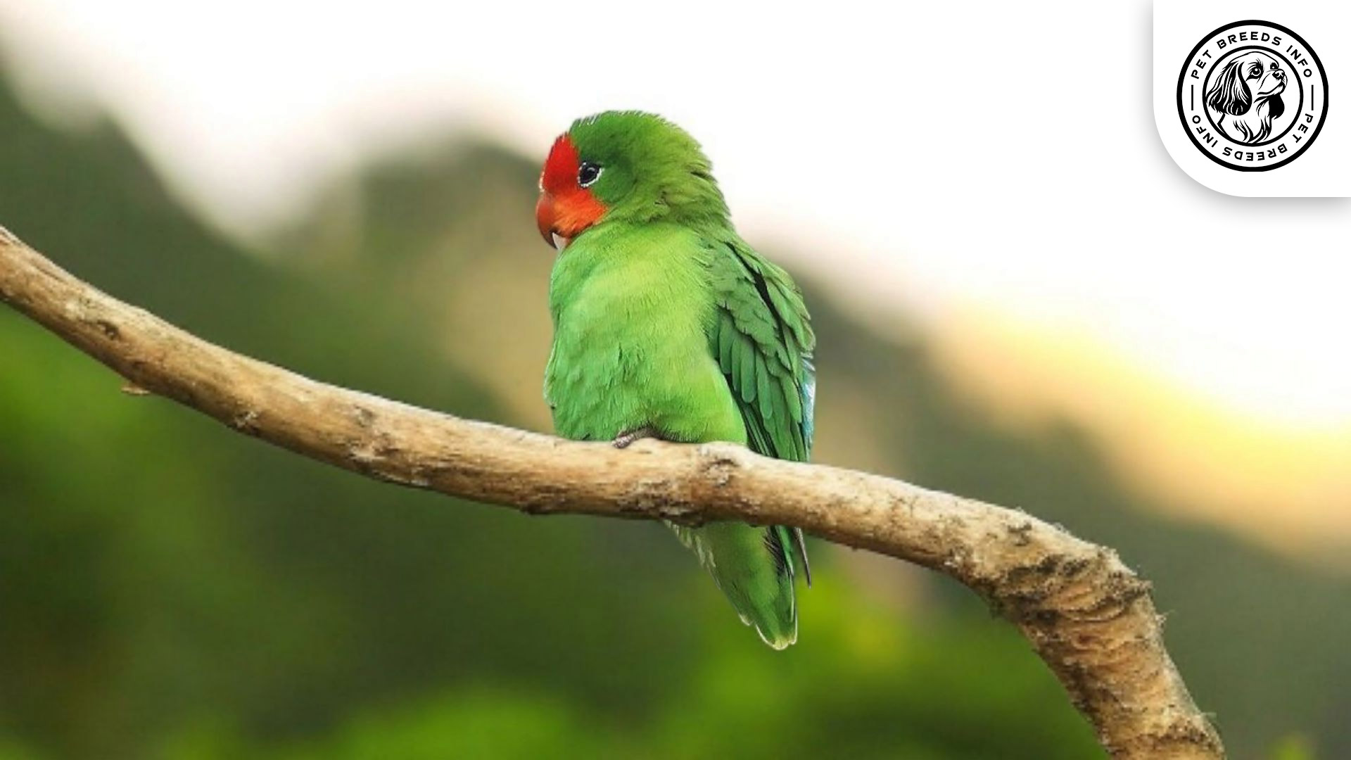 Red-faced Lovebird Care