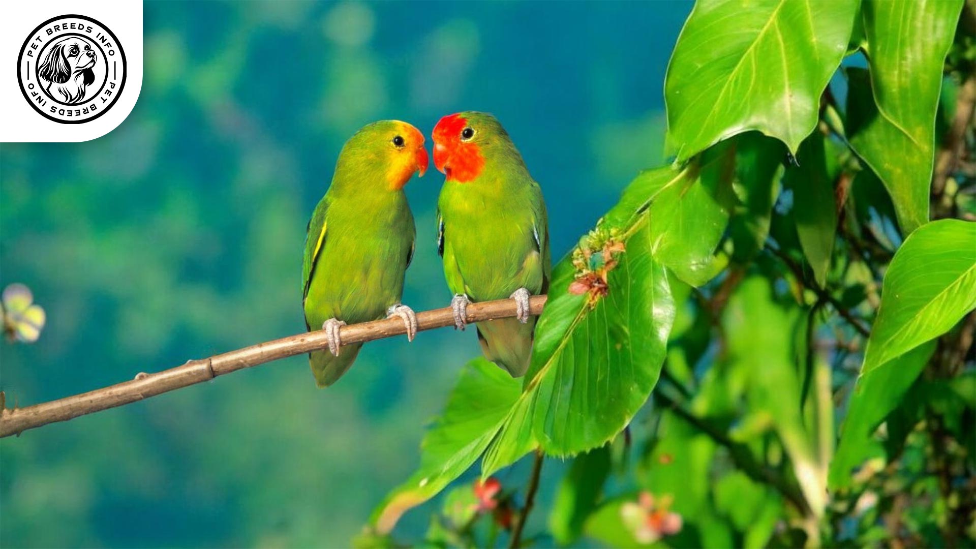 Red-faced Lovebird Interaction