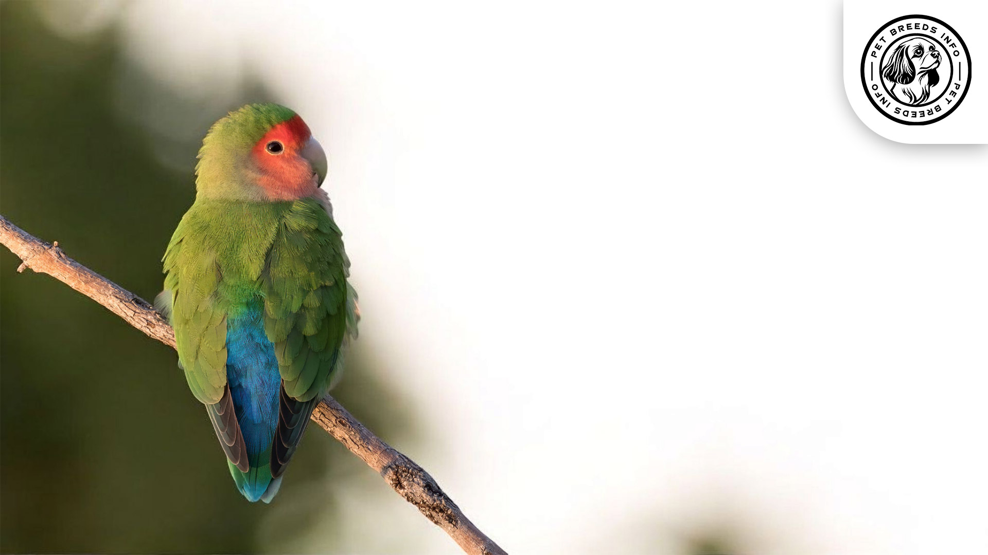 Red-faced Lovebird Physical Characteristics