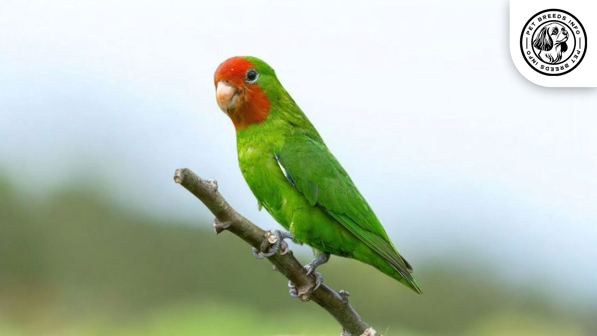 Red-faced Lovebird