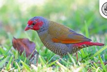 Red-faced Pytilia