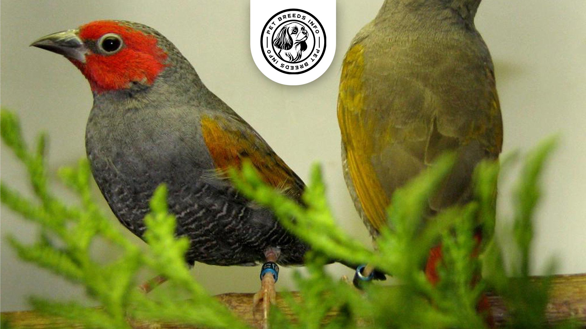 Red-faced Pytilia Interaction