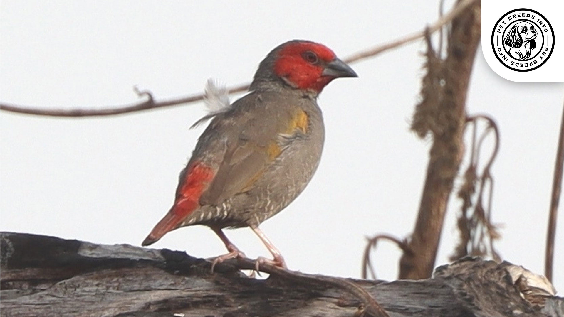 Red-faced Pytilia Personality