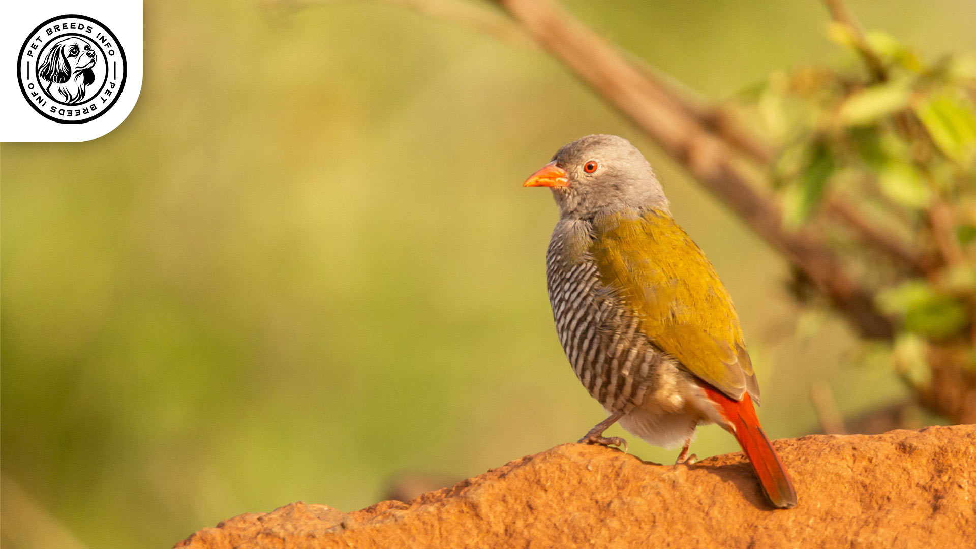 Red-faced Pytilia Physical