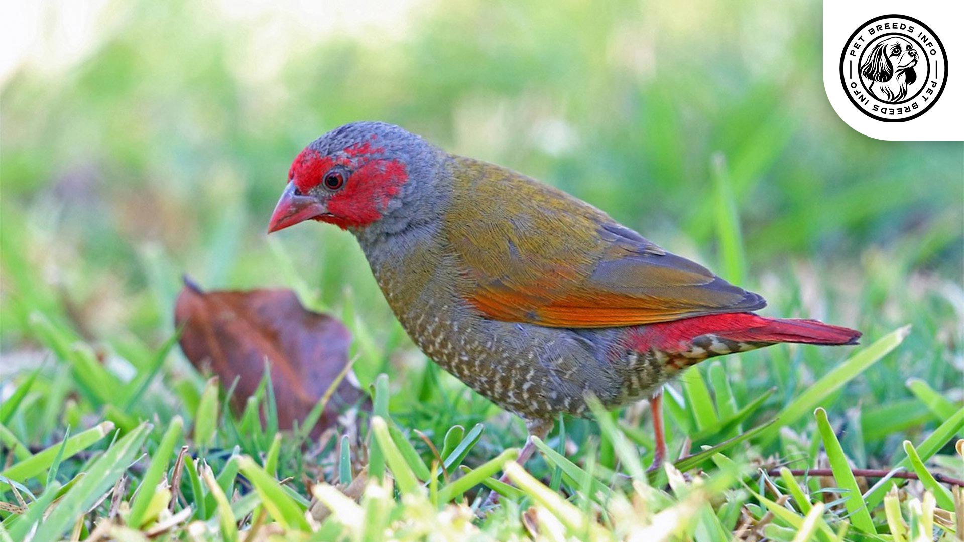 Red-faced Pytilia