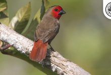 Red faced Seedcracker