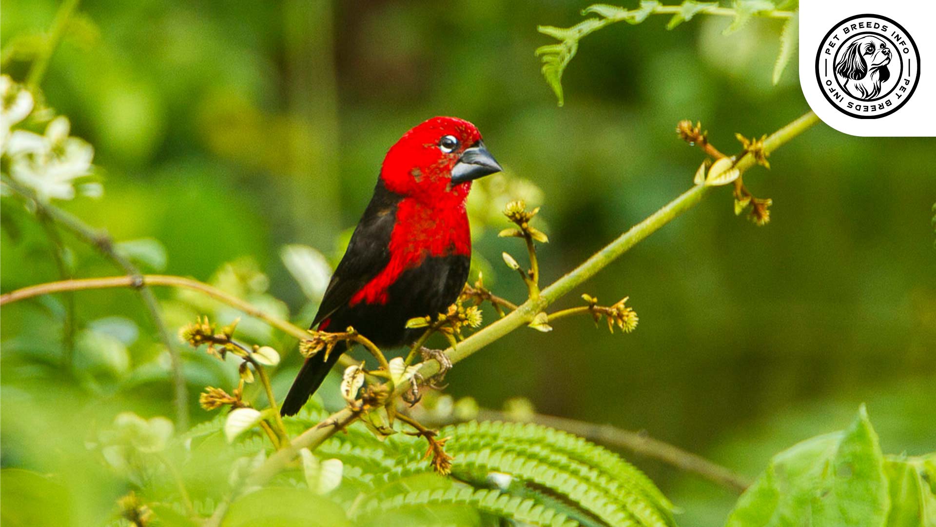 Red-faced Seedcracker Diet