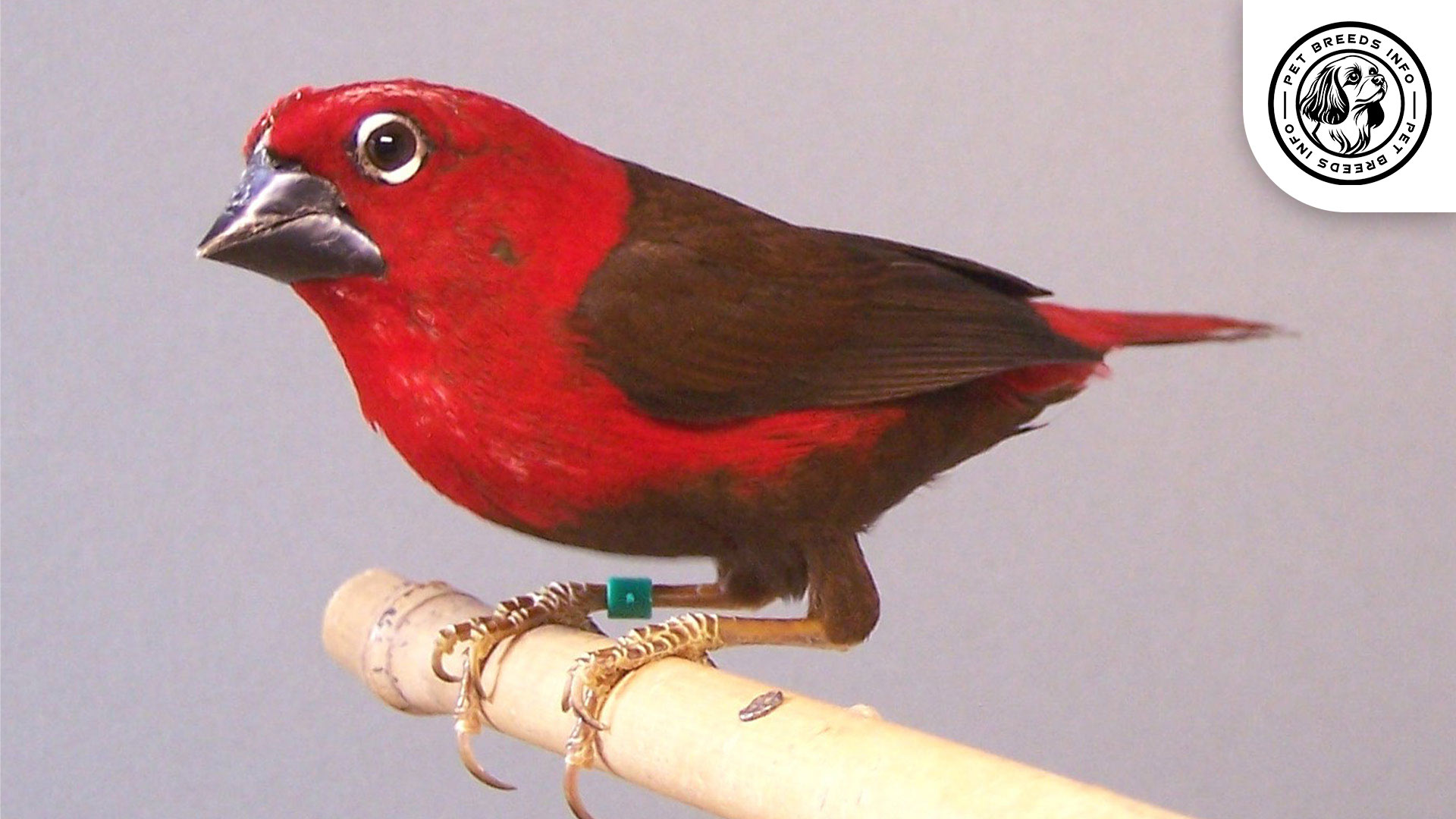 Red-faced Seedcracker Personality