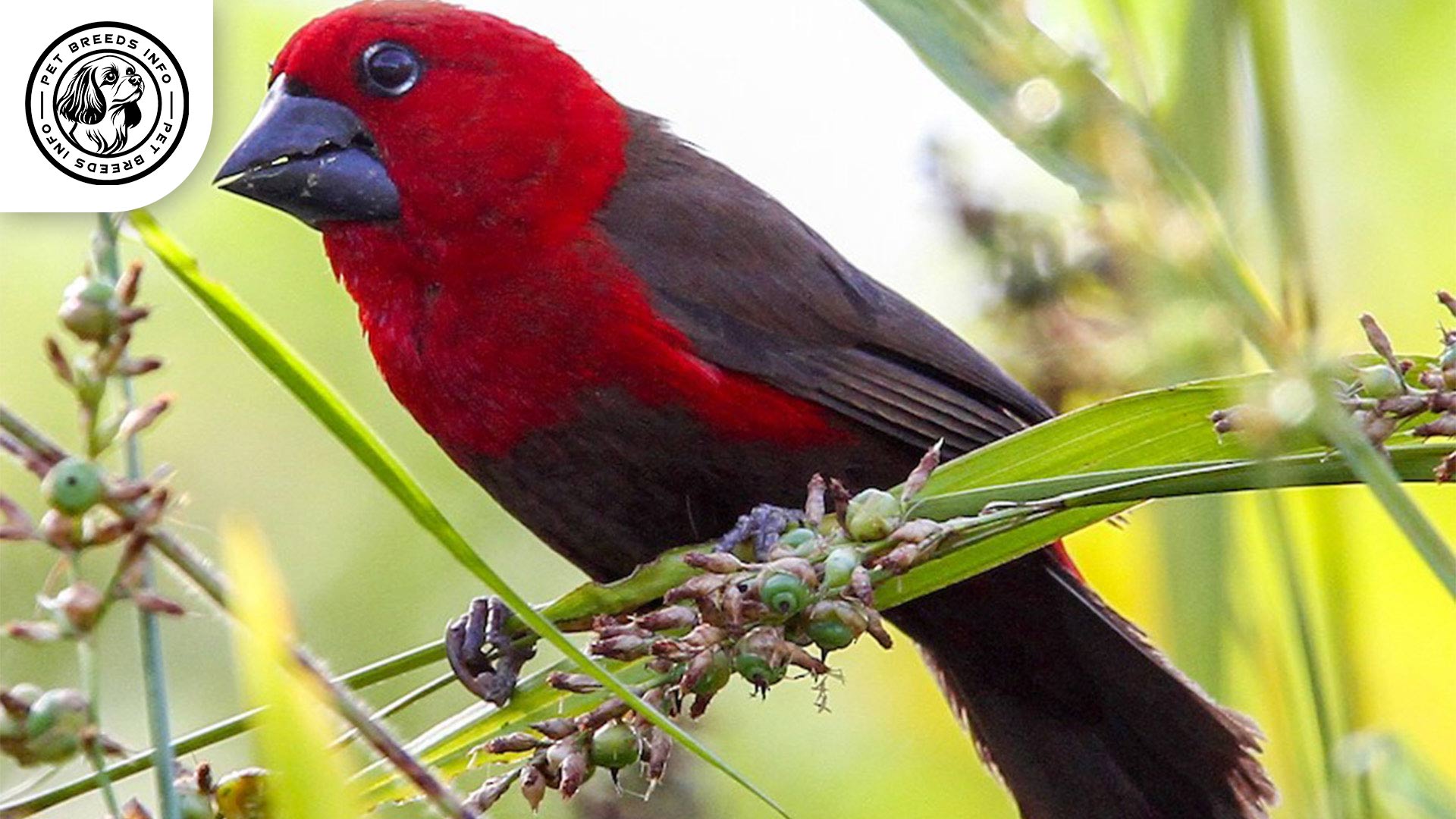 Red-faced Seedcracker Physical