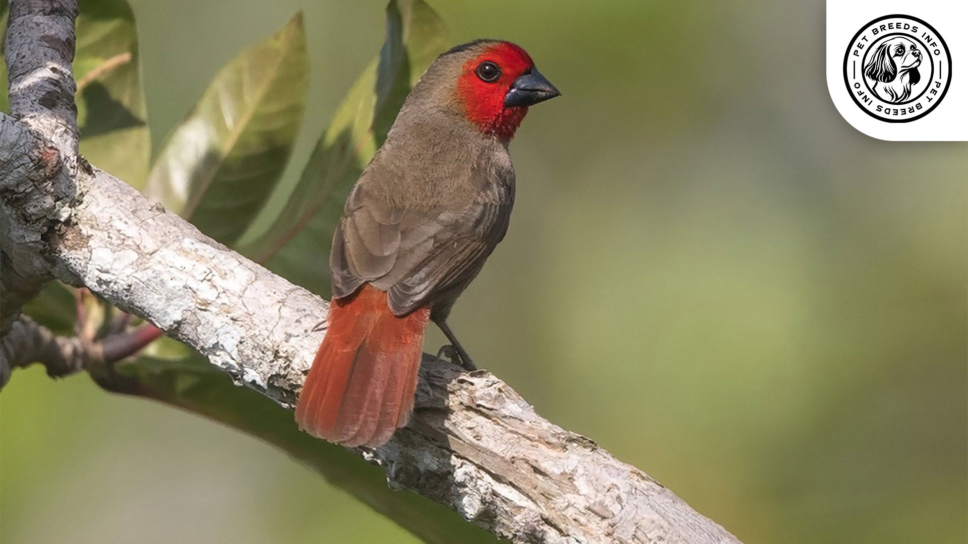 Red faced Seedcracker