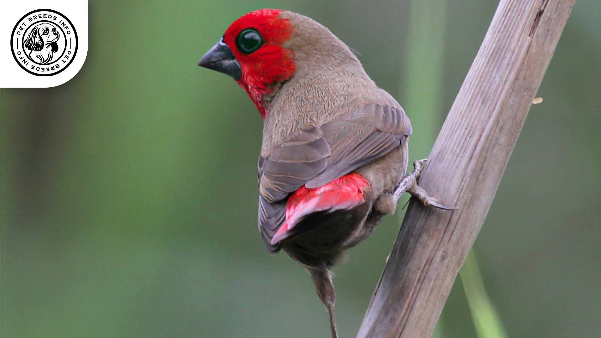 Red-faced Seedcracker Interaction