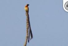 Red-headed Paradise Whydah