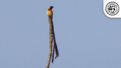Red-headed Paradise Whydah
