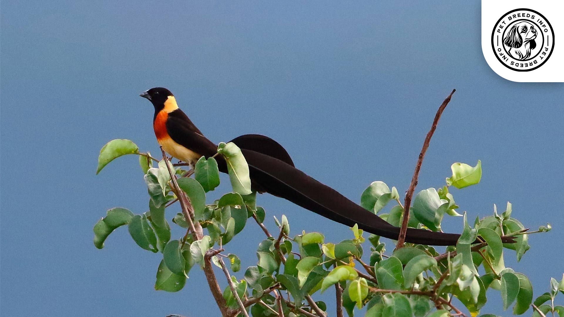 Red-headed Paradise Whydah Interaction