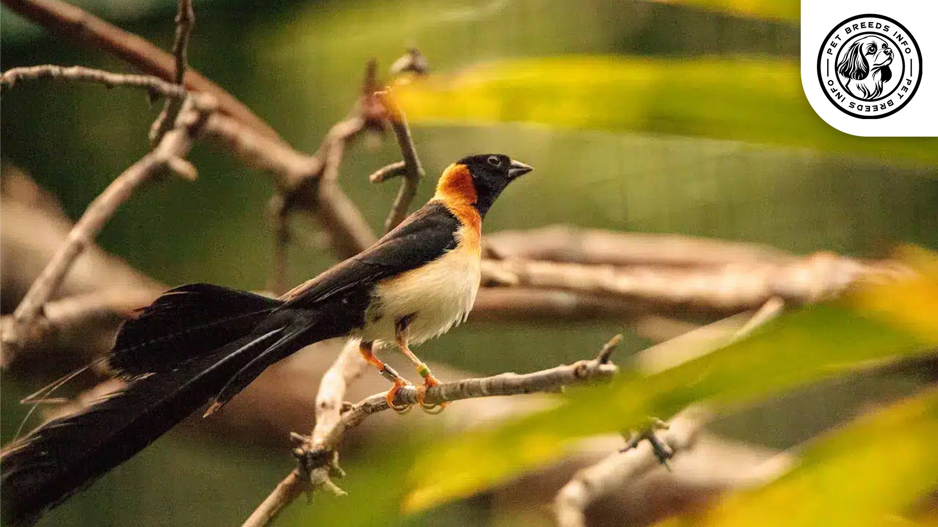 Red-headed Paradise Whydah Personality