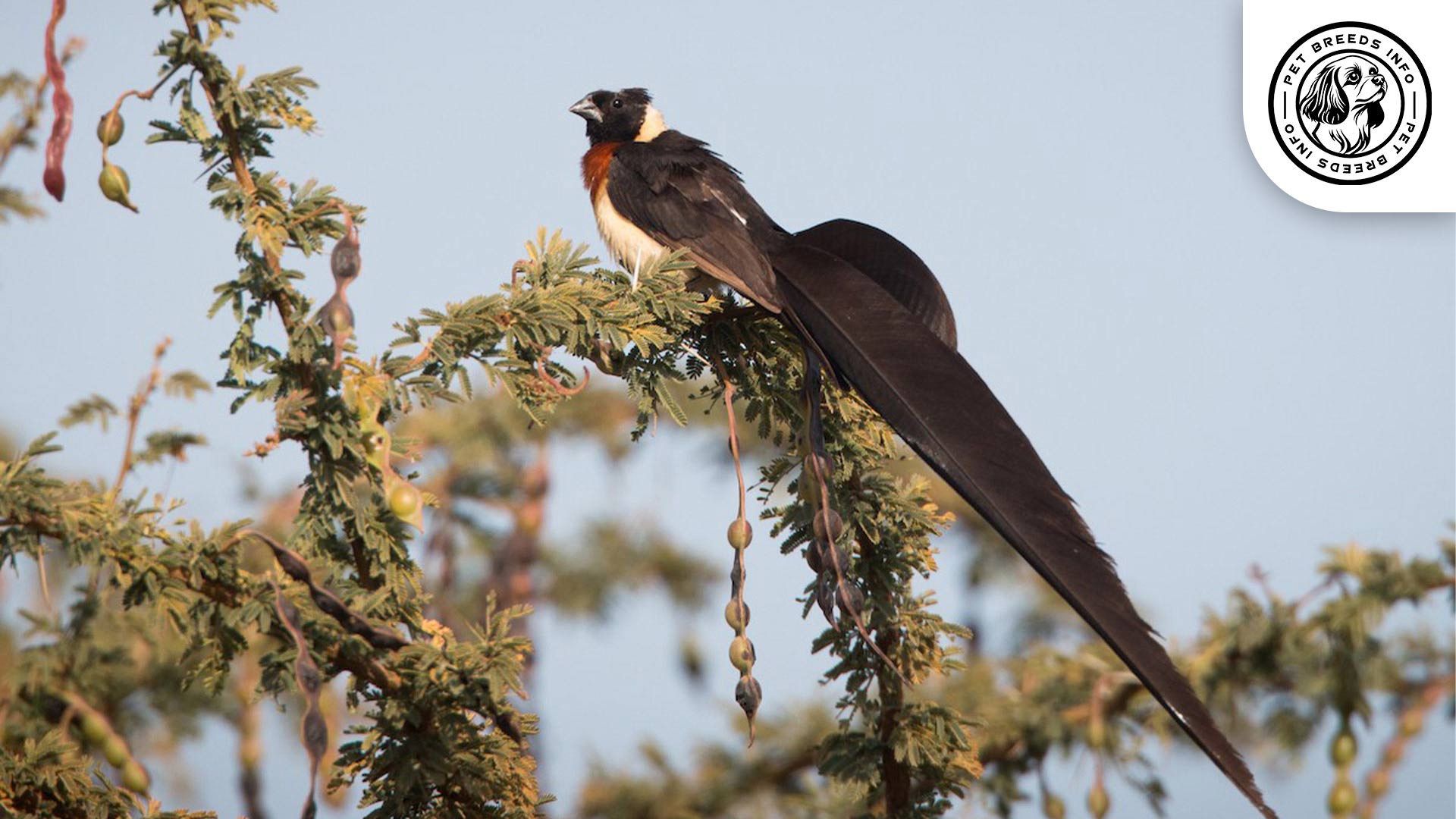 Red-headed Paradise Whydah Diet