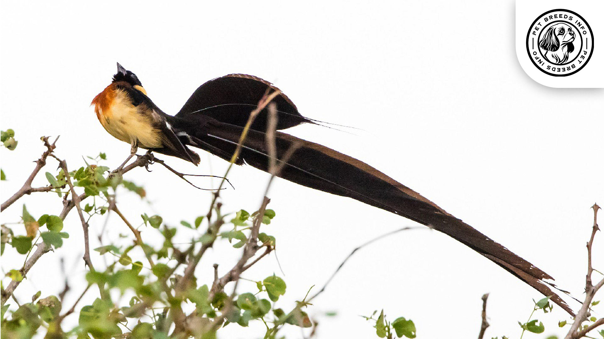 Red-headed Paradise Whydah Physical