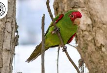 Red-masked Conure