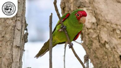 Red-masked Conure