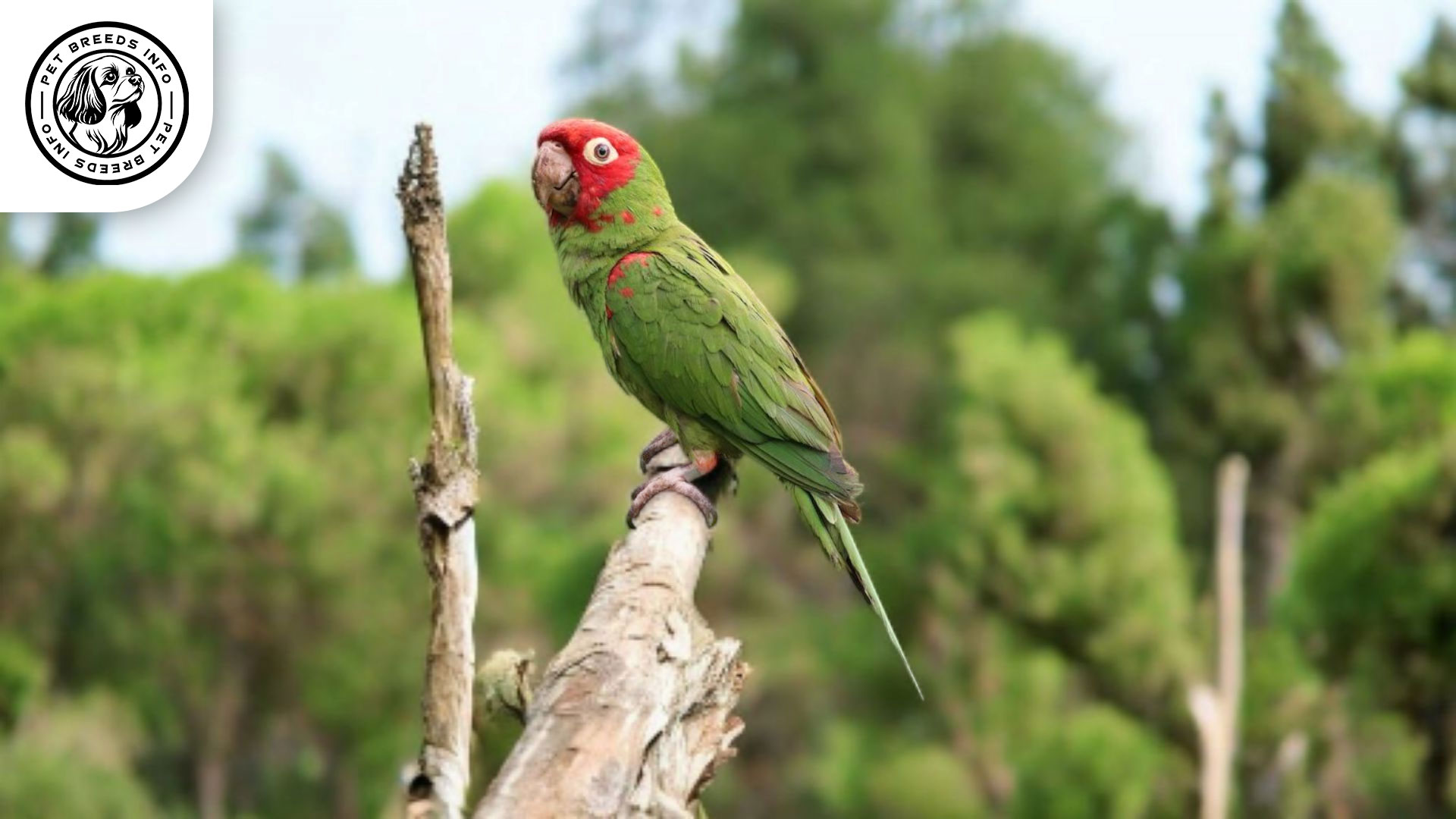 Red-masked Conure Care
