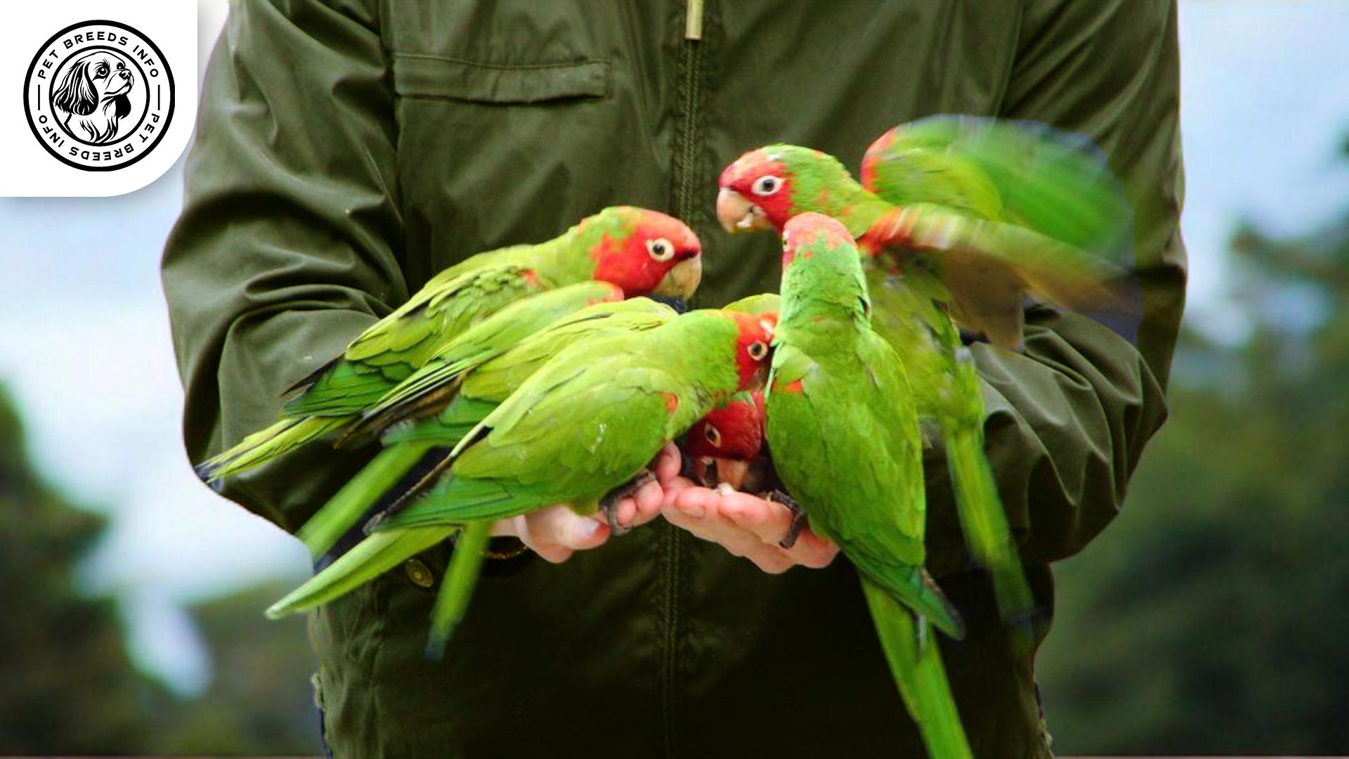 Red-masked Conure Interaction