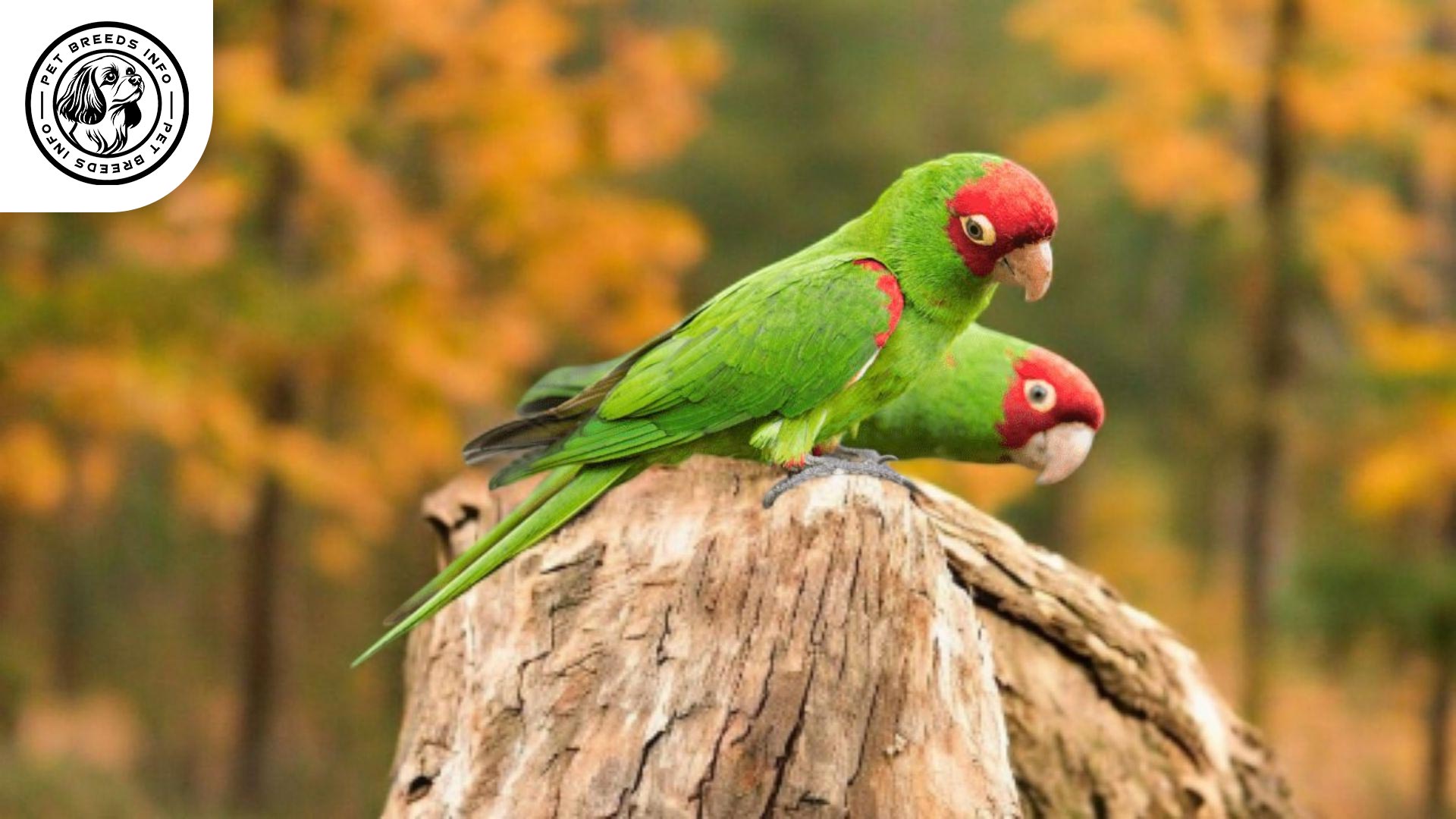 Red-masked Conure Physical Characteristics