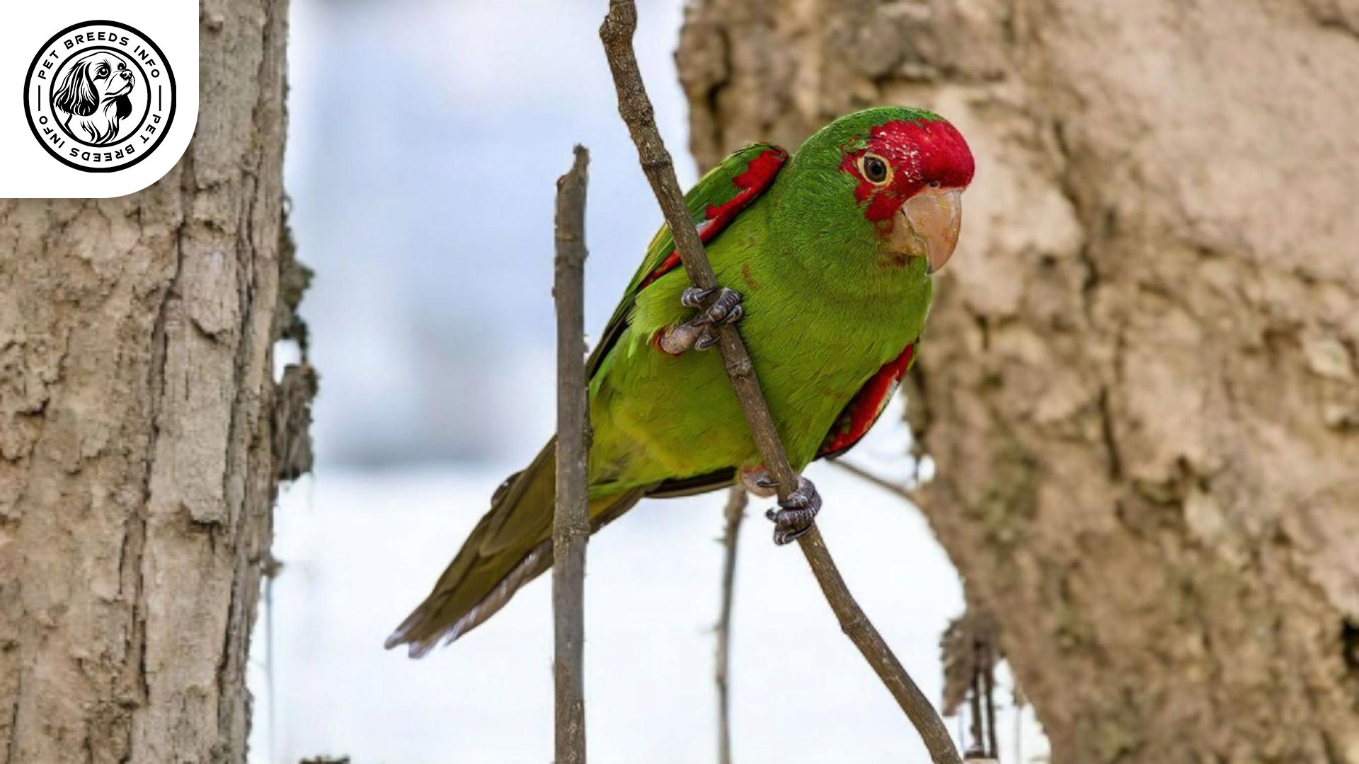 Red-masked Conure
