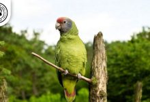 Red tailed Amazon Red-tailed Amazon Bird: Personality, Lifespan, Food & Care