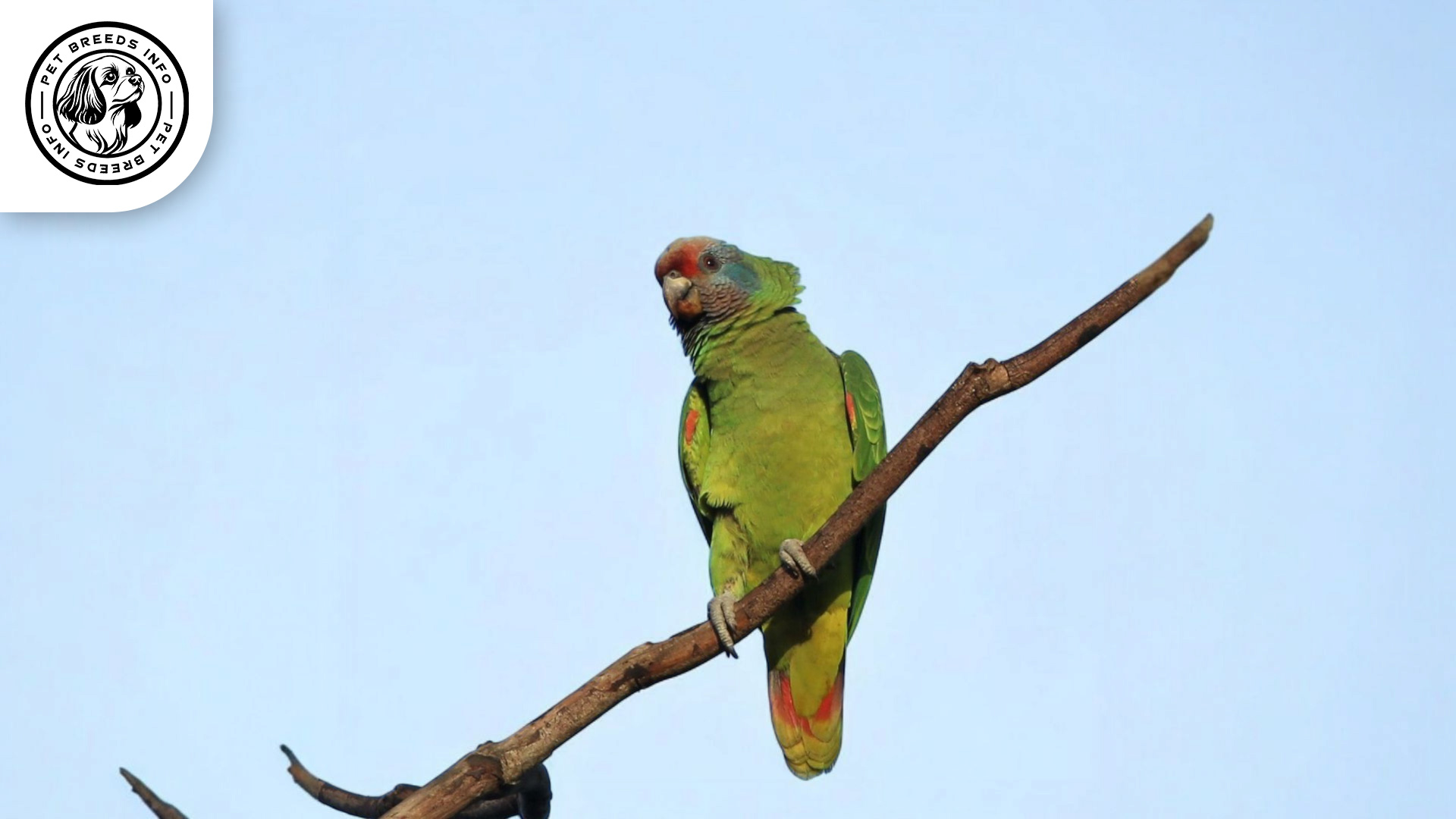 Red-tailed Amazon Care