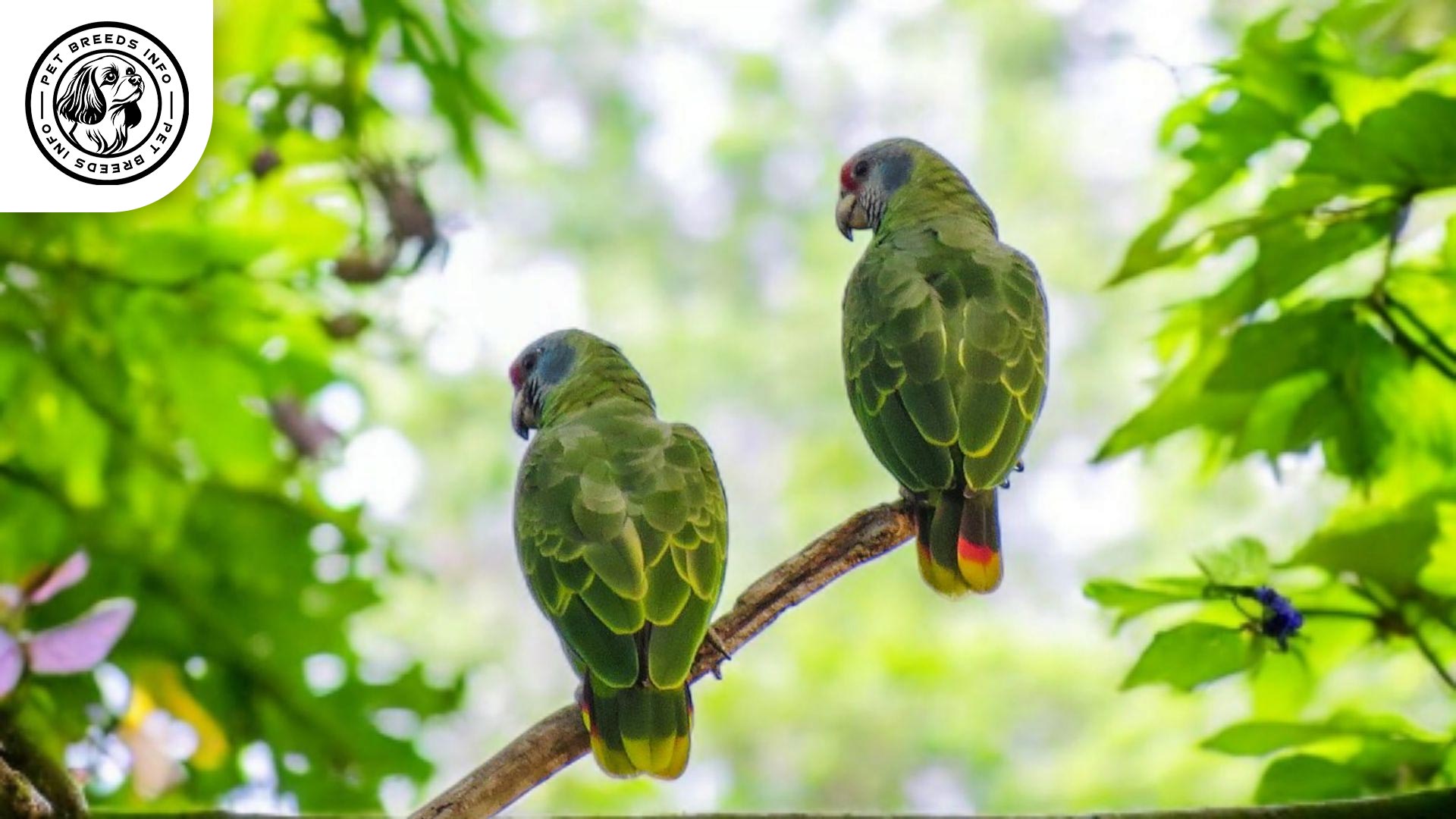 Red-tailed Amazon Interaction