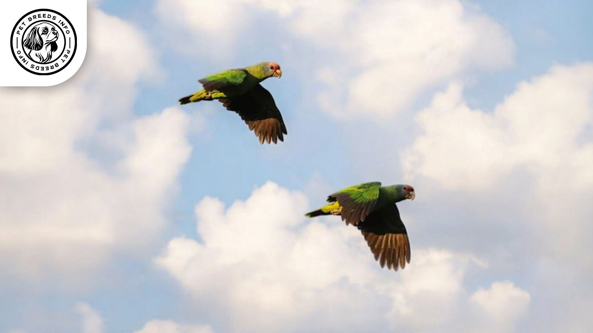 Red-tailed Amazon Physical Characteristics