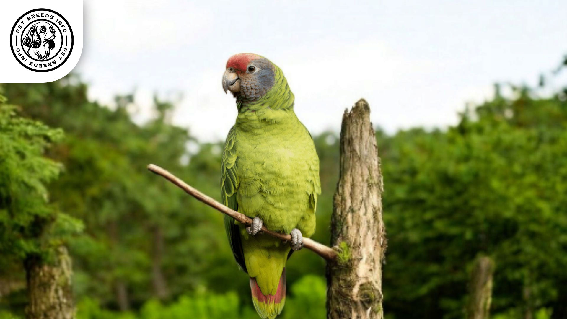 Red tailed Amazon Red-tailed Amazon Bird: Personality, Lifespan, Food & Care