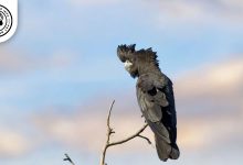 Red-tailed Black Cockatoo