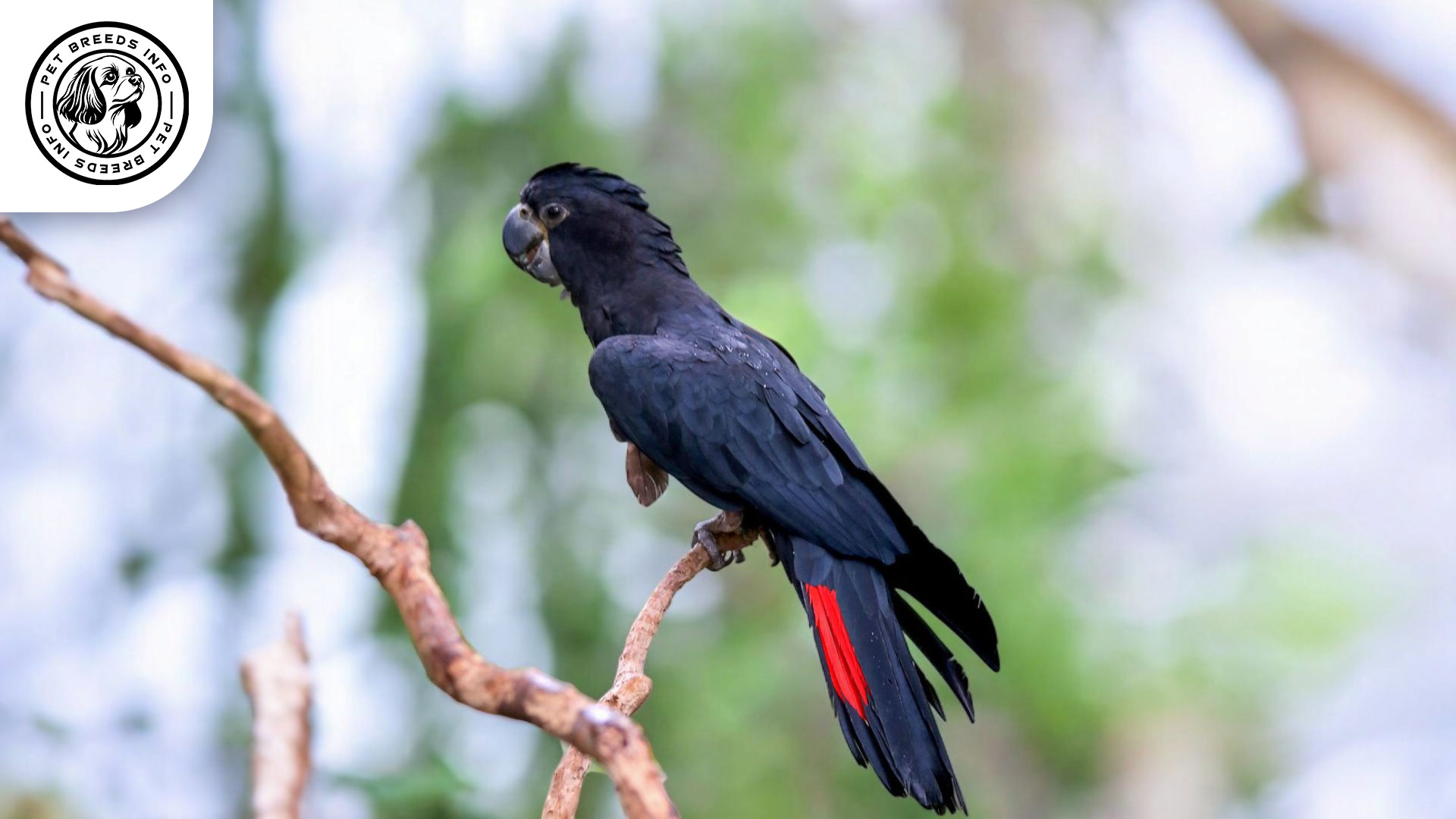 Red-tailed Black Cockatoo Care