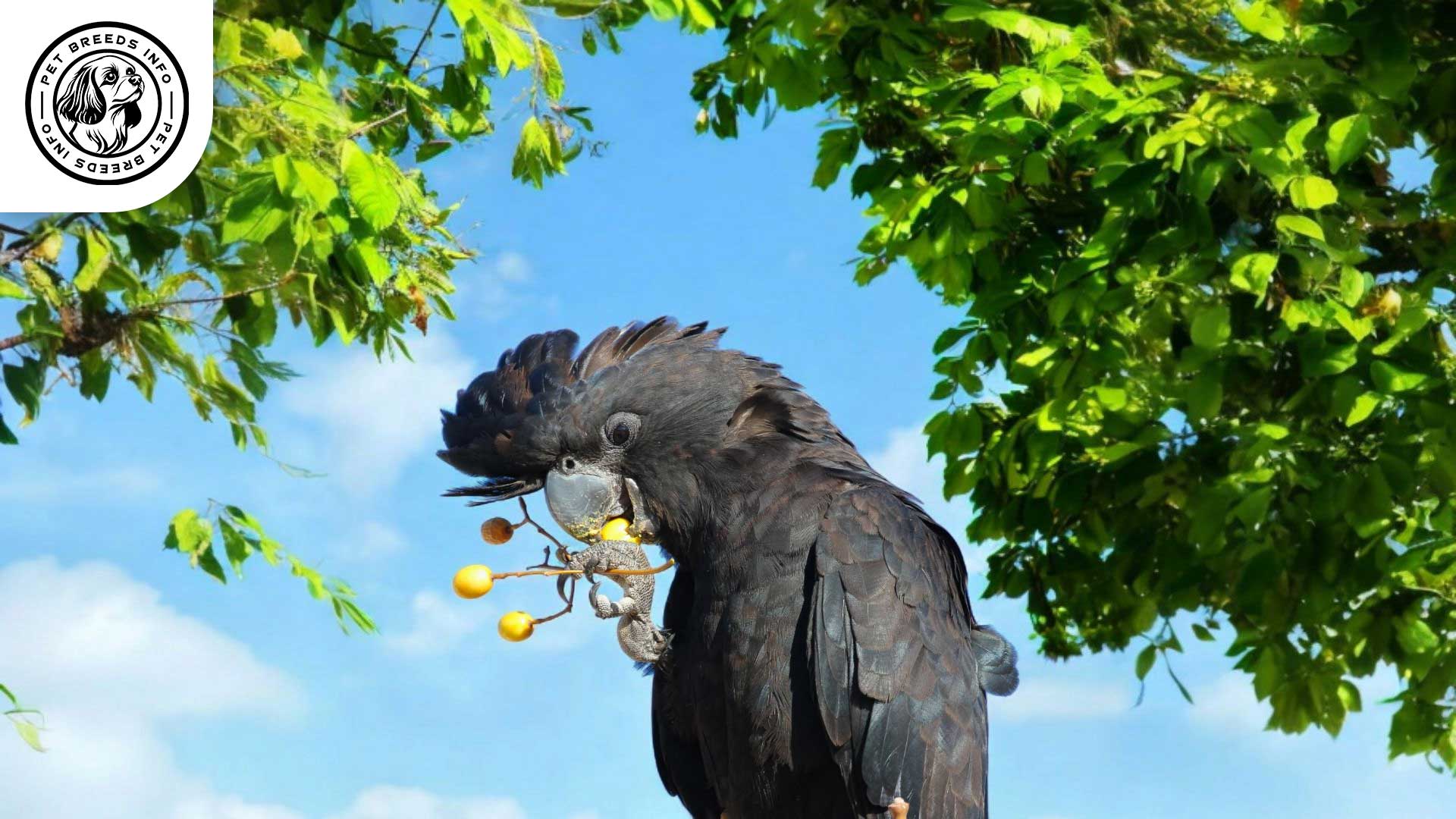 Red-tailed Black Cockatoo Diet