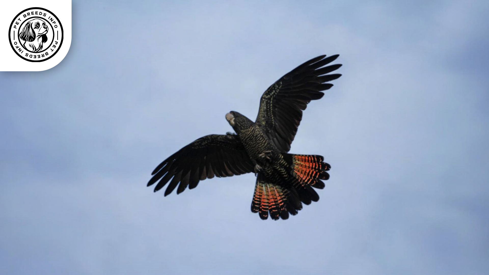 Red-tailed Black Cockatoo Physical Characteristics