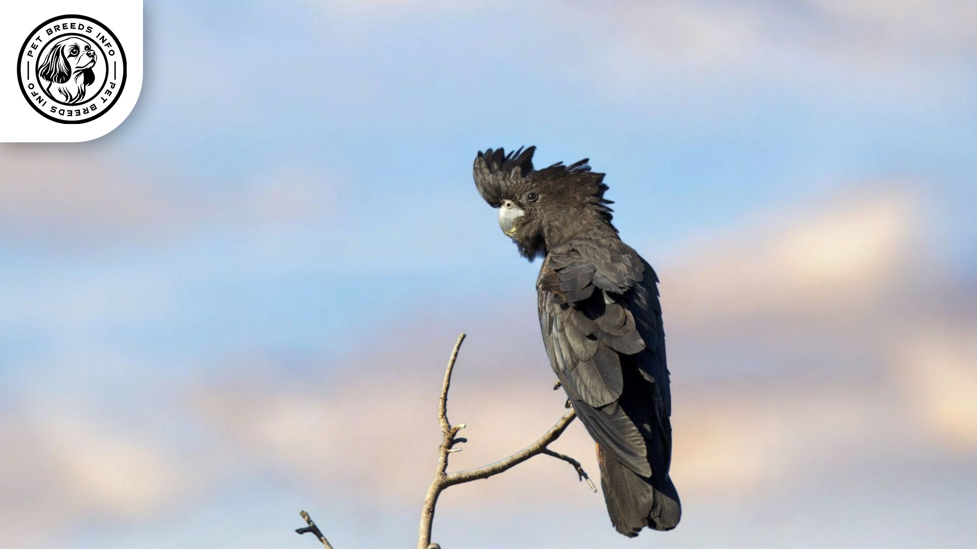 Red-tailed Black Cockatoo