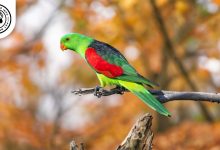 Red-winged Parrotlet