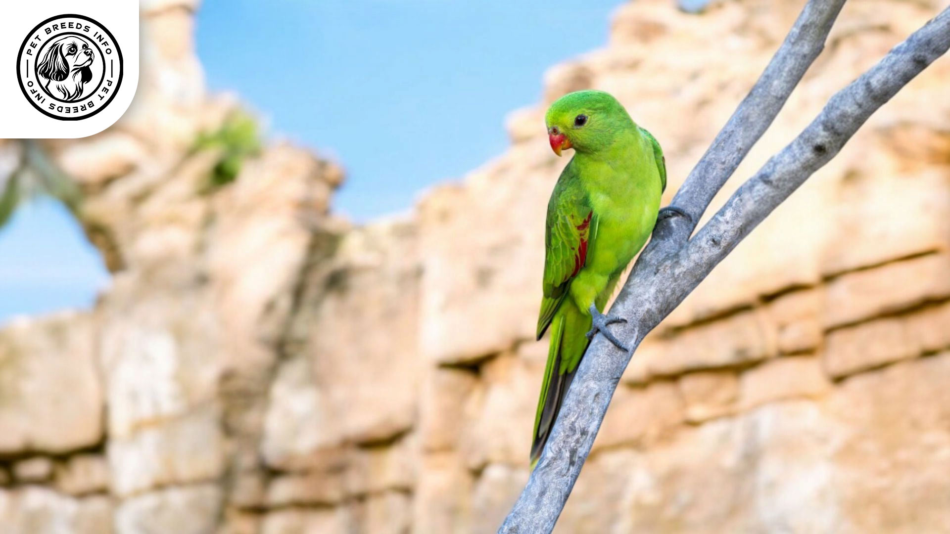 Red-winged Parrotlet Care