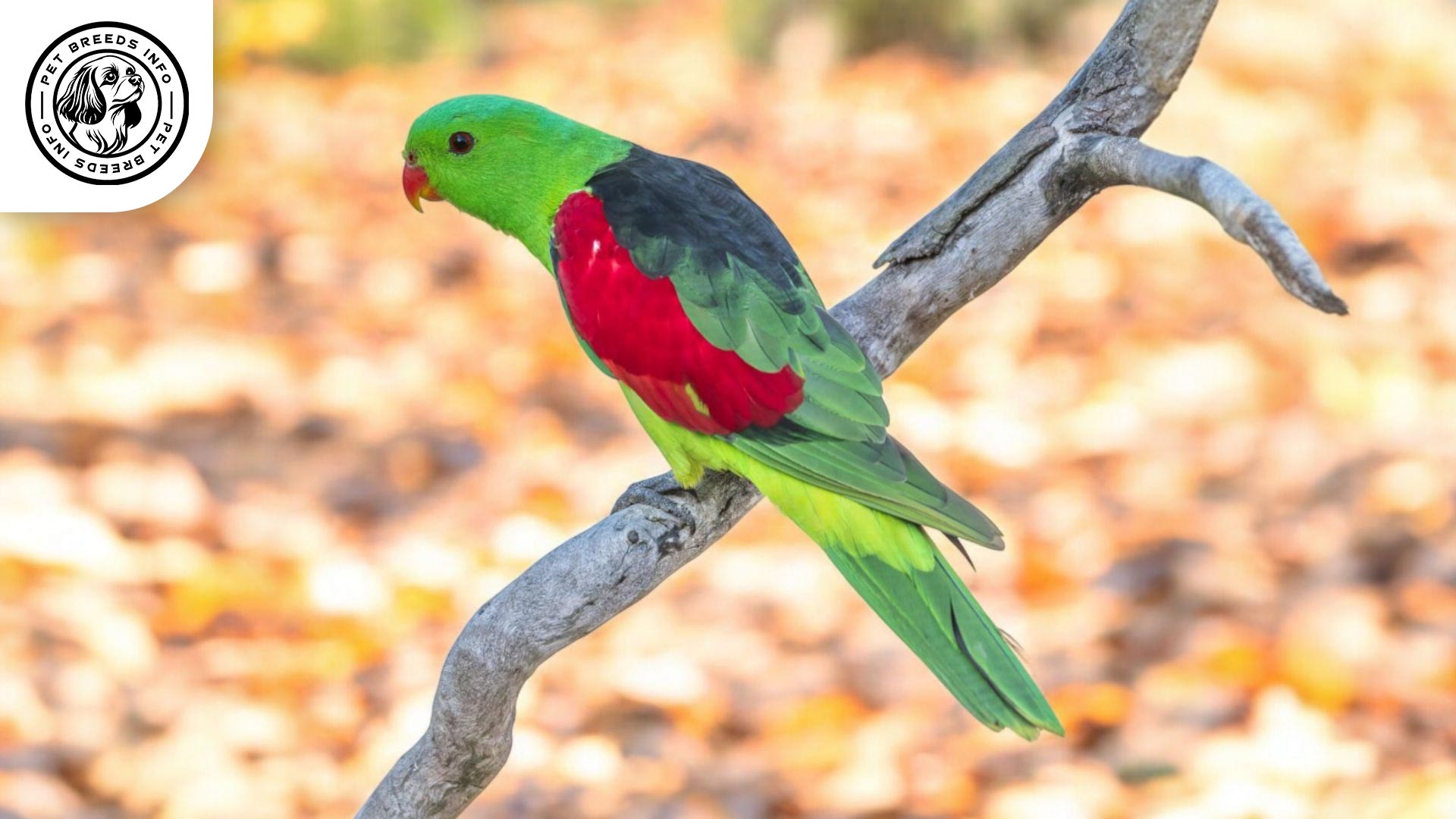 Red-winged Parrotlet Personality